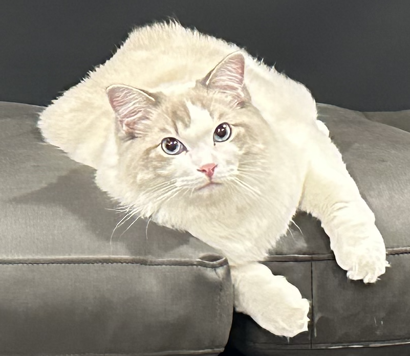 Whisker Icon